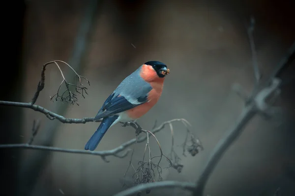 Eurasian Bullfinch Common Bullfinch Bullfinch Pyrrhula Pyrrhula Small Passerine Bird — Stock Photo, Image