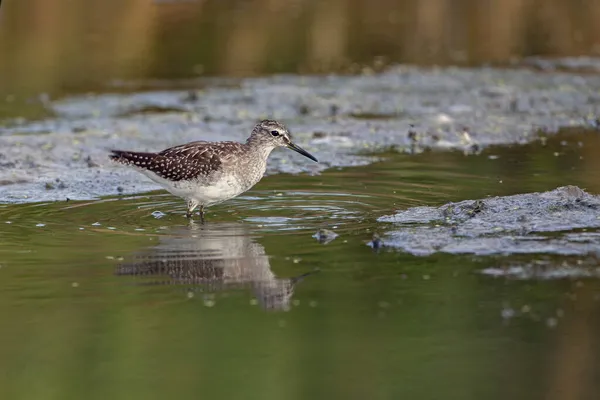 Brodziec Piskliwy Actitis Hypoleucos Jest Mały Palearktyka Wader — Zdjęcie stockowe