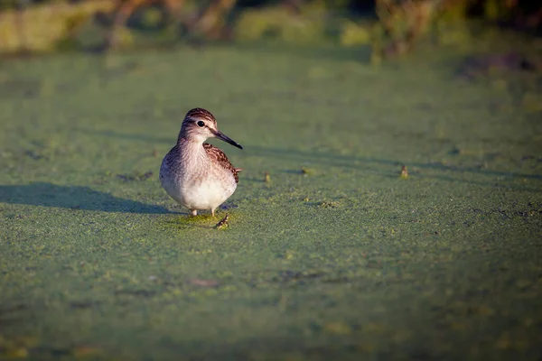 Brodziec Piskliwy Actitis Hypoleucos Jest Mały Palearktyka Wader — Zdjęcie stockowe