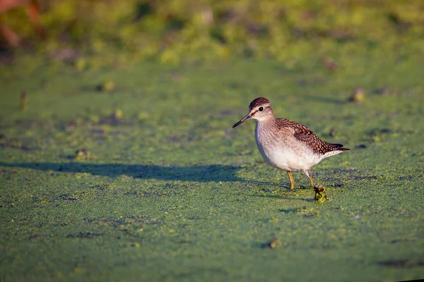 Chevalier Guignette Actitis Hypoleucos Est Limicole Paléarctique — Photo