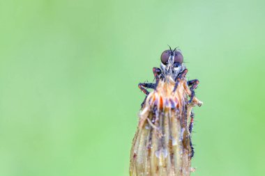 Blyth 'in sazlık bülbülü (