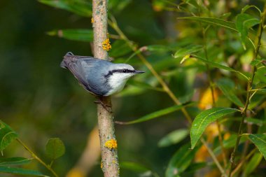 Bir daldaki Avrasyalı tımarhanesi. Orta Rusya Kuşları.