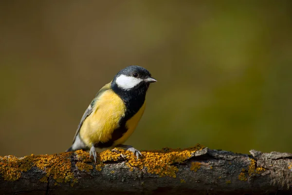 Great Tit Parus Major Passerine Bird Tit Family Paridae — Stock Photo, Image