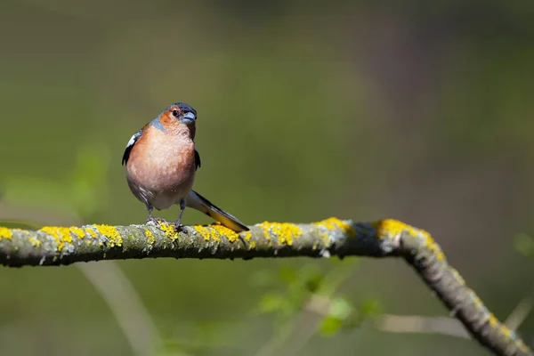 Pinzón Común Pájaro Cantor Familia Pinzones — Foto de Stock