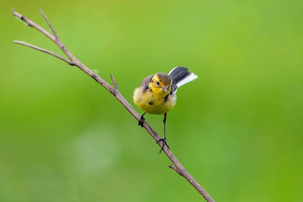 Citrine Wagtail Motacilla Citreola Small Songbird Family Motacillidae — Stock Photo, Image