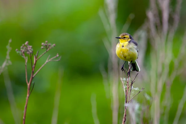 柑橘酒尾 Motacilla Citreola 是一种小鸣禽 属于Motacillidae科 — 图库照片