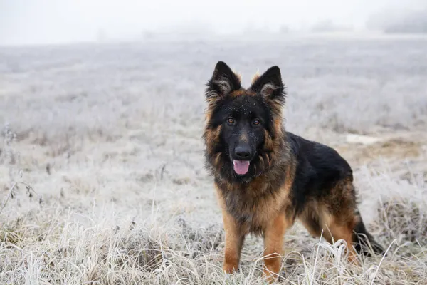 Jack Adında Bir Alman Çoban Köpeği — Stok fotoğraf