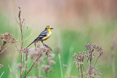 Citrine wagtail (Motacilla citreola), Motacillidae familyasından bir kuş türü..