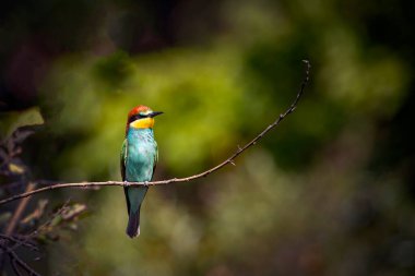 Avrupa arı yiyici (Merops apiaster), arı yiyiciler (Arı yiyen) familyasından bir kuş türü.