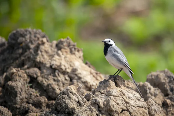 Motacilla Alba 바닷새 Motacillidae 발톱을 포함하고 — 스톡 사진