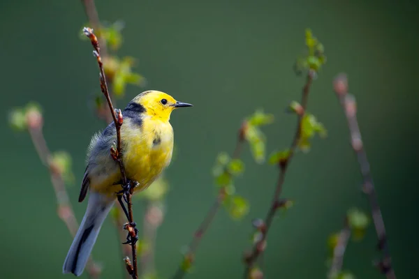 シトリン ワグテール Motacilla Citreola はモタクリデイ家の小さな歌鳥である — ストック写真