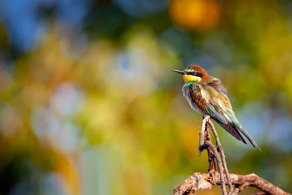 Comedor Abelhas Europeu Merops Apiaster Pássaro Passeriforme Família Das Abelhas — Fotografia de Stock