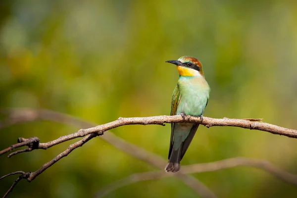 European Bee Eater Merops Apiaster Passerine Bird Bee Eater Family — Stock Photo, Image