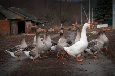 Kazlar Nizhnee Vilyamovo köyünde yürüyor.