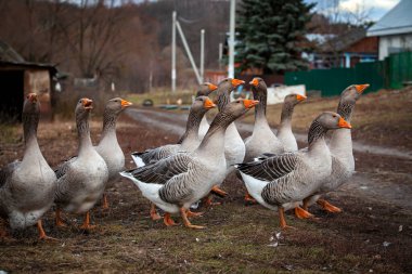 Kazlar Nizhnee Vilyamovo köyünde yürüyor.