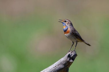 Bluethroat (Luscinia svecica), Turdidae familyasından bir kuş türü.