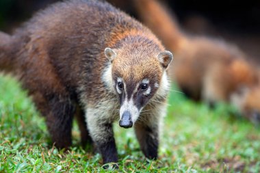 Beyaz burunlu koati, koatinin bir türüdür ve Procyonidae familyasının bir üyesidir. 