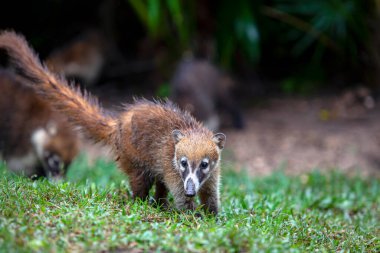 Beyaz burunlu koati, koatinin bir türüdür ve Procyonidae familyasının bir üyesidir. 