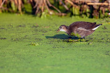 Arazi tavuğu (Gallinula kloropus), su tavuğu veya bataklık tavuğu olarak da bilinir.