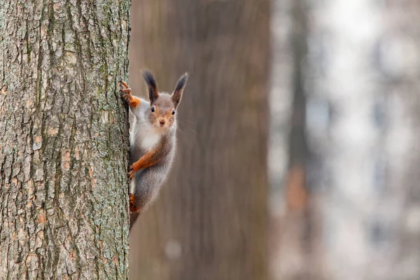 Esquilo Vermelho Nas Florestas Perto Moscovo — Fotografia de Stock