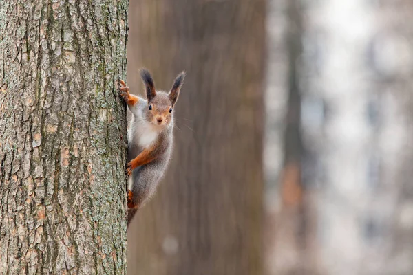 Una Ardilla Roja Los Bosques Cerca Moscú —  Fotos de Stock