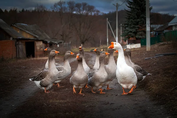 Geese Walk Village Nizhnee Vilyamovo — Stock Photo, Image