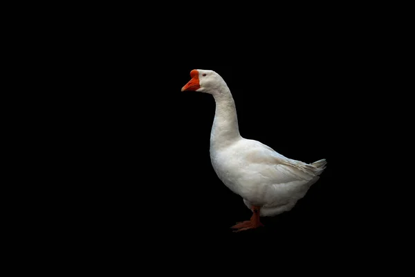 White Goose Black Background — Stock Photo, Image