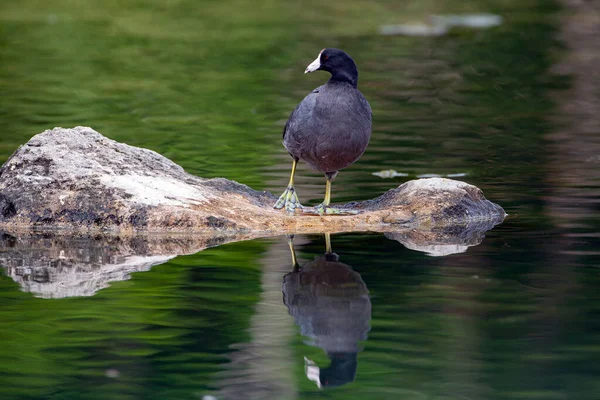 American Coot Fulica Americana Also Known Mud Hen Pouldeau Bird — Stock Photo, Image