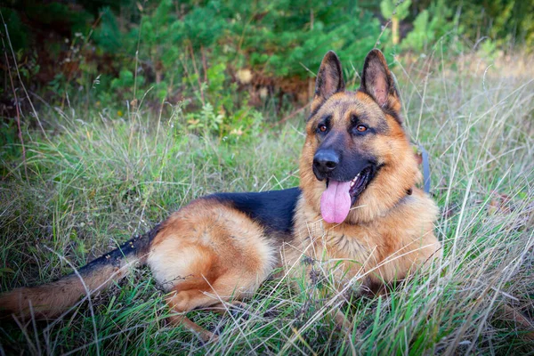 Ormandaki Açıklıkta Bir Alman Çoban Köpeği Yatıyor — Stok fotoğraf