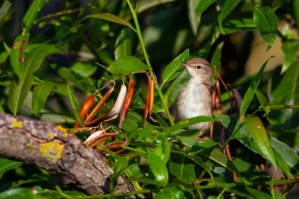 Paruline Roseau Blyth Acrocephalus Dumetorum Est Une Paruline Genre Acrocephalus — Photo