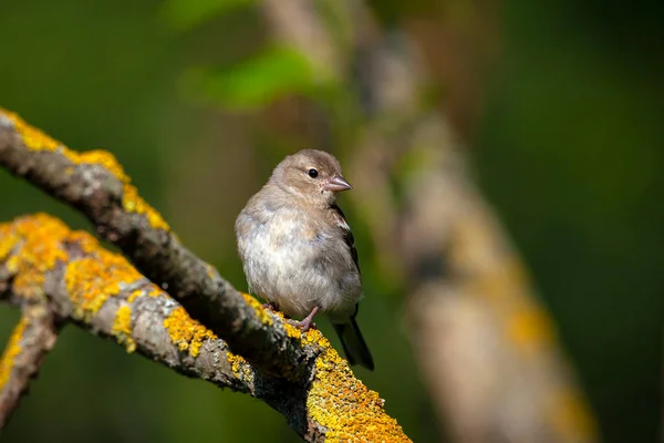 Κοινό Chaffinch Songbird Της Οικογένειας Των Σπίνων — Φωτογραφία Αρχείου