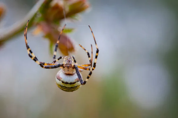 Argiope Bruennichi Orta Avrupa Bulunan Bir Örümcek Türü — Stok fotoğraf