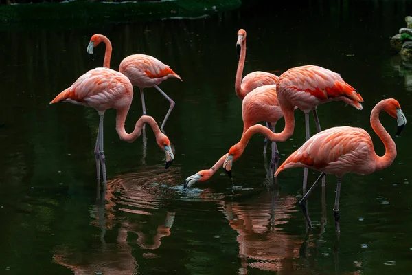 Flamingo Americano Phoenicopterus Ruber Uma Grande Espécie Flamingo Intimamente Relacionada — Fotografia de Stock