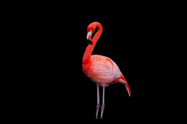 American Flamingo Phoenicopterus Ruber Large Species Flamingo Closely Related Greater — Stock Photo, Image