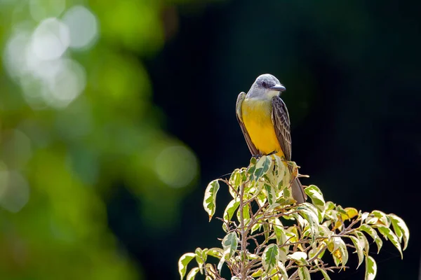 웨스턴 Western Kingbird Tyrannus Verticalis 북아메리카 멕시코에서 발견되는 딱따구리이다 — 스톡 사진