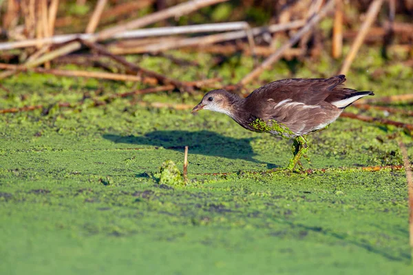 Gewone Heek Gallinula Chloropus Ook Bekend Als Waterhen Moeraskip — Stockfoto