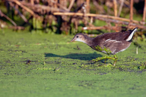 Gewone Heek Gallinula Chloropus Ook Bekend Als Waterhen Moeraskip — Stockfoto