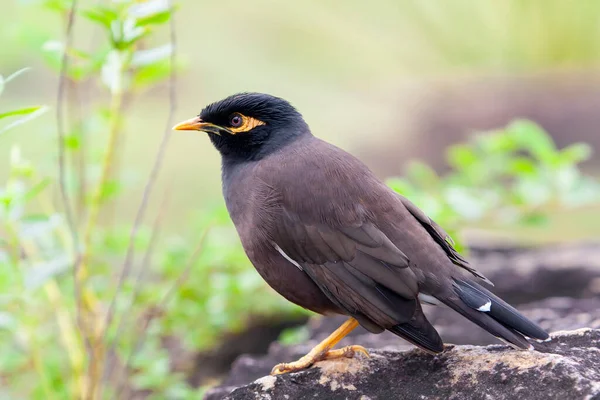 Myna Commune Myna Indienne Acridotheres Tristis Parfois Orthographiée Mynah Est — Photo