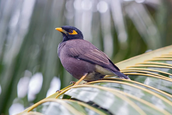 Myna (Acridotheres tristis), Sturnidae familyasından bir kuş türü..