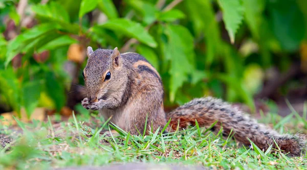 Scoiattolo Delle Palme Indiano Una Specie Roditore Della Famiglia Sciuridae — Foto Stock