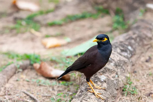 Běžná Myna Nebo Indická Myna Acridotheres Tristis Někdy Hláskovaná Myna — Stock fotografie