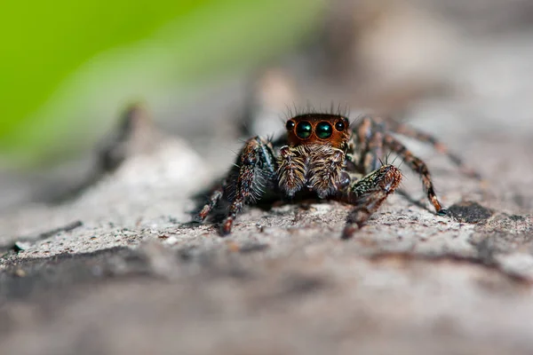 Atlayan Örümcekler Veya Salticidae Örümcekler Familyasından Bir Örümcek Türü — Stok fotoğraf