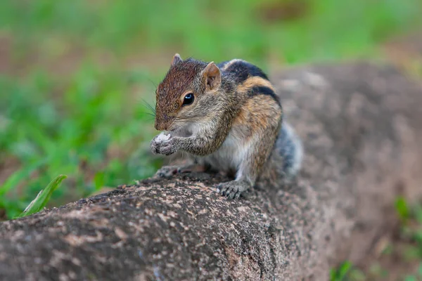 Scoiattolo Delle Palme Indiano Una Specie Roditore Della Famiglia Sciuridae — Foto Stock