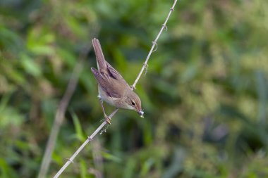Blyth 'in sazlık bülbülü (