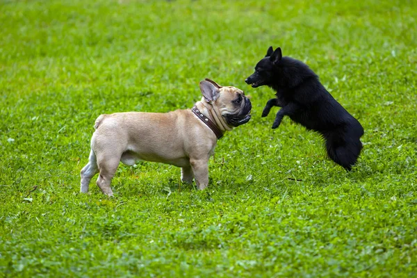 Buldogue Francês Schipperke Jogam Uma Clareira — Fotografia de Stock