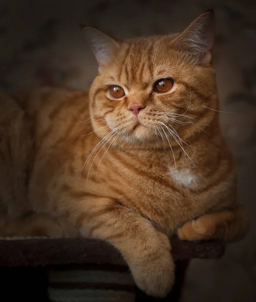 British Shorthair Versión Pedigrí Del Gato Doméstico Británico Tradicional Con —  Fotos de Stock