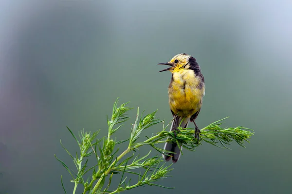 Citrine Wagtail Motacilla Citreola Small Songbird Family Motacillidae — Stock Photo, Image