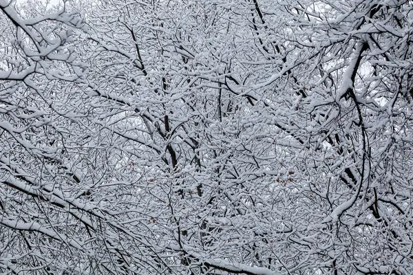 Tree Branches Snow Background Royalty Free Stock Images