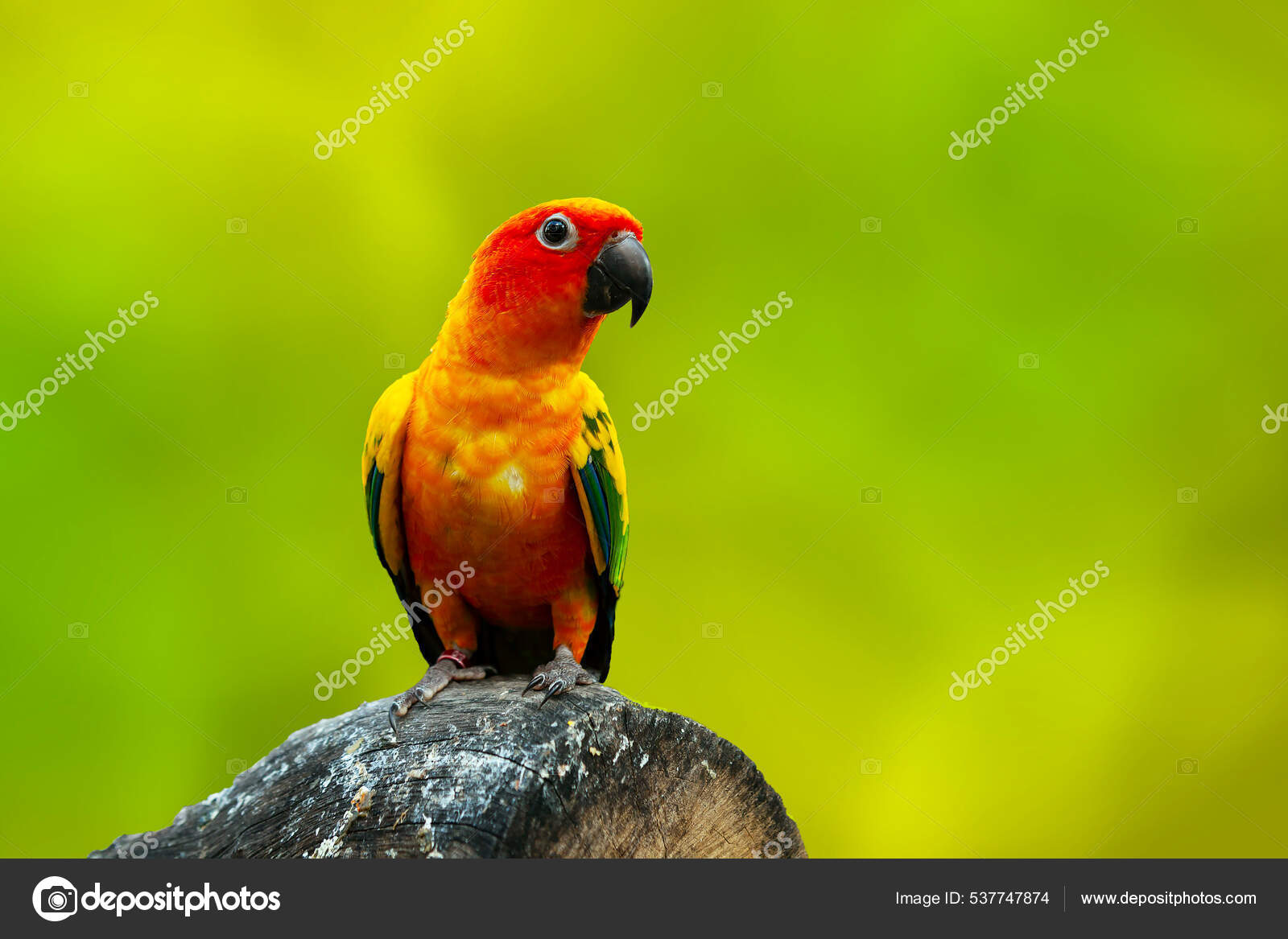 Lovebird Common Name Genus Agapornis — Stock Photo © AKan67 #537747874