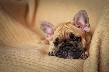 Komik bir Fransız bulldog köpeğinin portresi